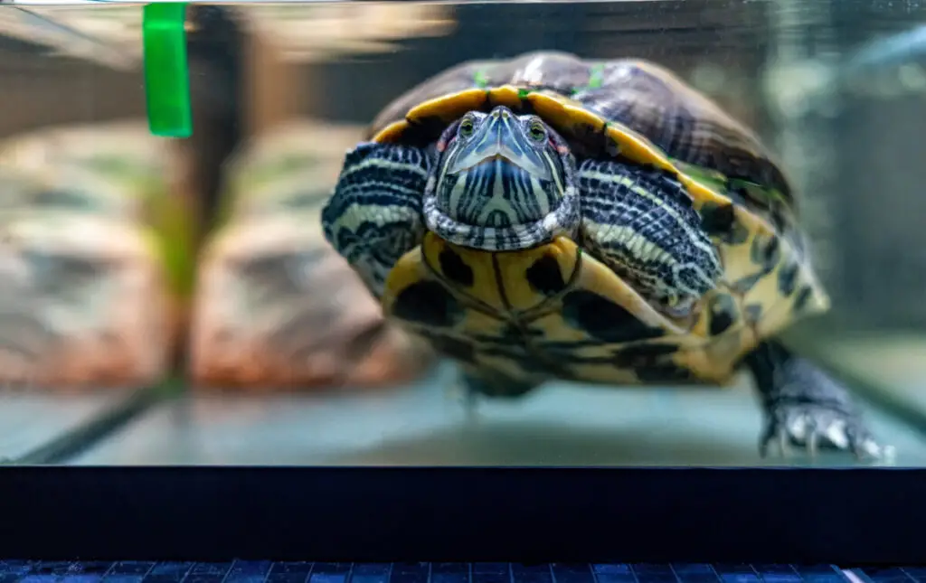 How Warm Should A Turtle Tank Water Be