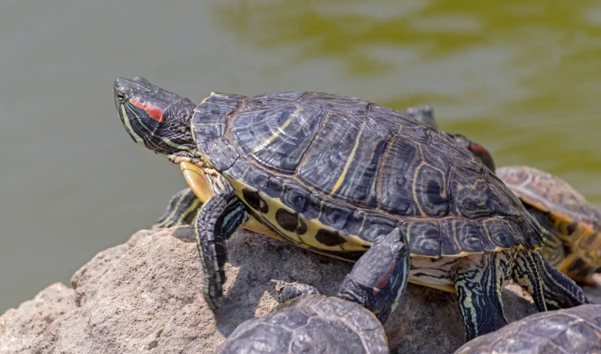 How Long Can Turtles Stay Out of Water? (Detailed Guide) – Reptiles Time