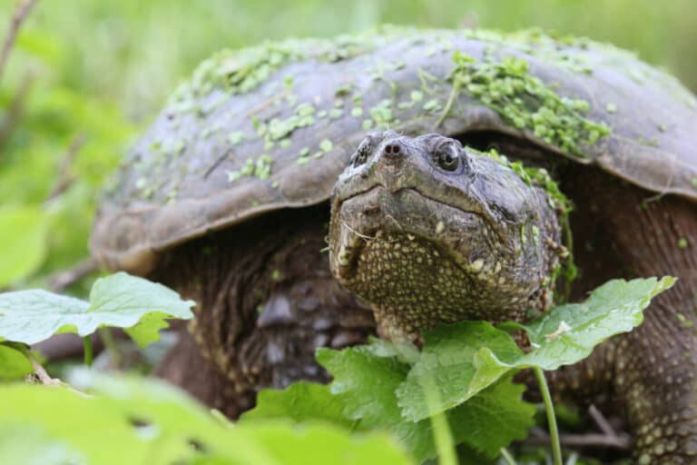 Do Turtles Get Cold? (All You Need To Know)! – Reptiles Time