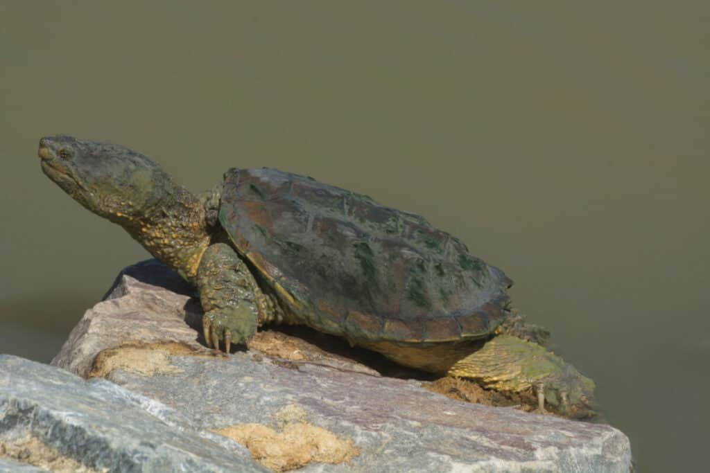 Can a Snapping Turtle Bite Your Finger Off?