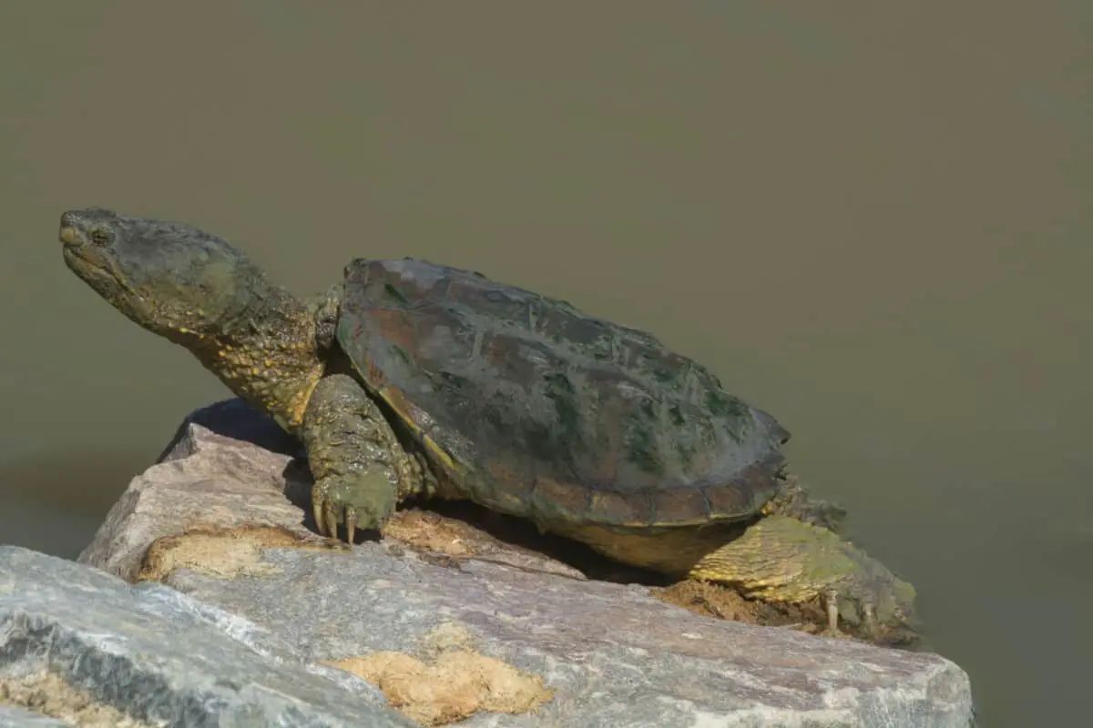 Can a Snapping Turtle Bite Your Finger Off? – Reptiles Time