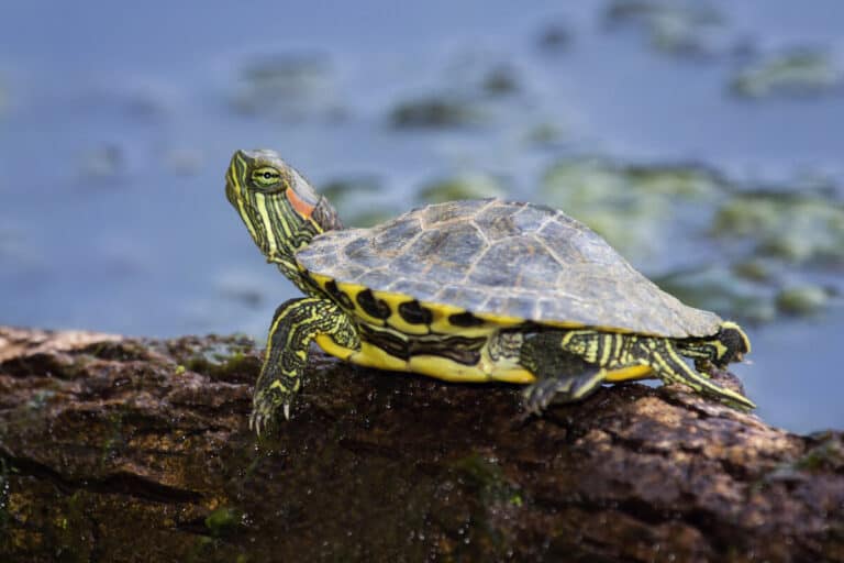 turtle-laws-what-legalities-entails-owning-a-pet-turtle-reptiles-time