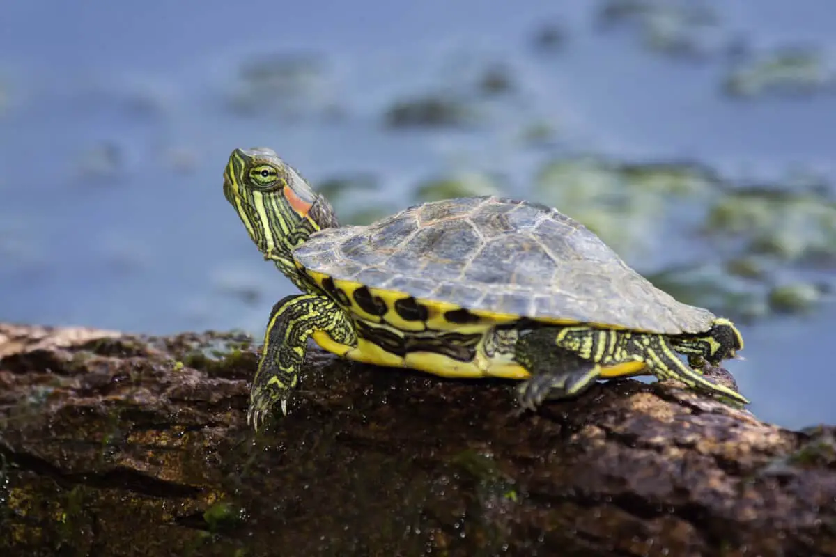 Are Turtles Dangerous Pets? (What You Need To Know) – Reptiles Time