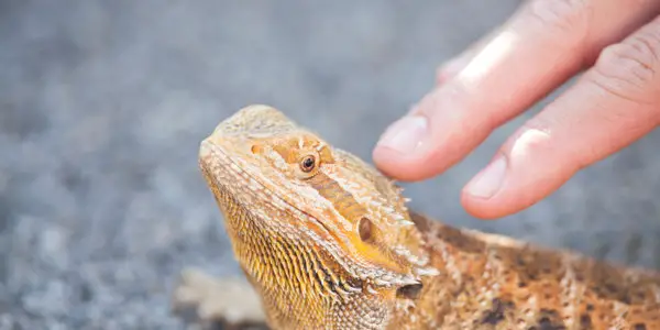 bearded dragon