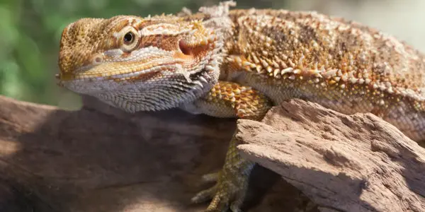 Bearded dragon on the wood.