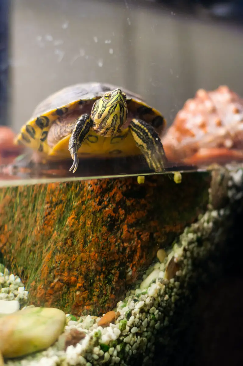 A Smelly Turtle Tank What to Do? (Full Guide) Reptiles Time