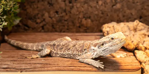 bearded dragon wrinkly skin