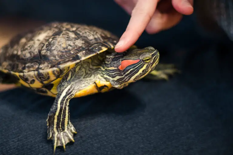 Do Turtles Have Feelings? (Full Detailed Guide) Reptiles Time
