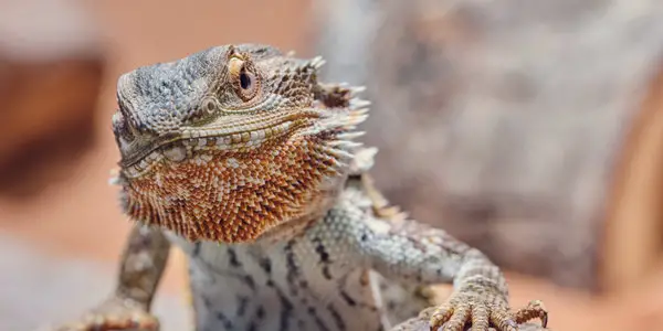 puffed bearded dragon