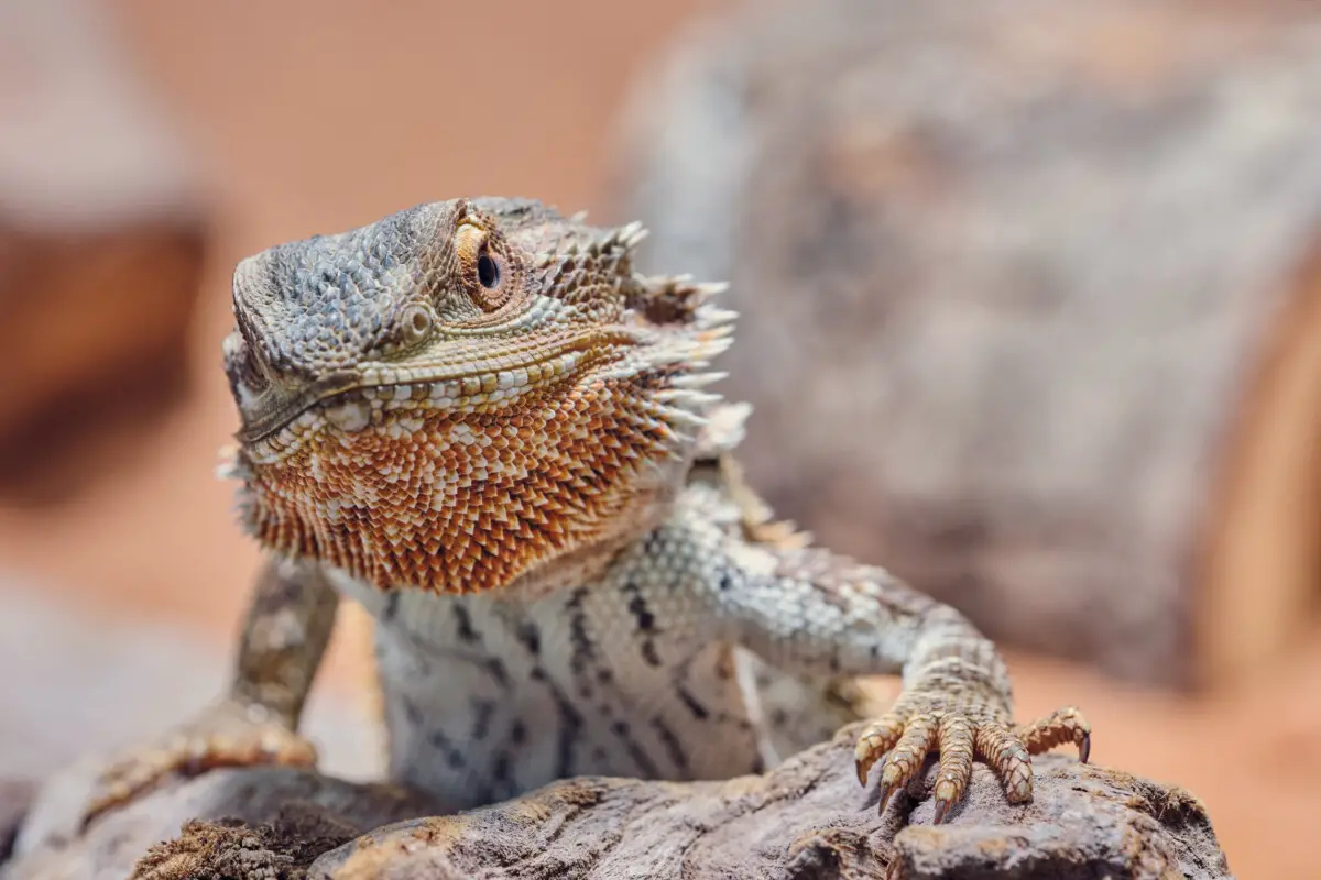 Can Bearded Dragons Eat Rose Petals? Full Guide For You! Reptiles Time