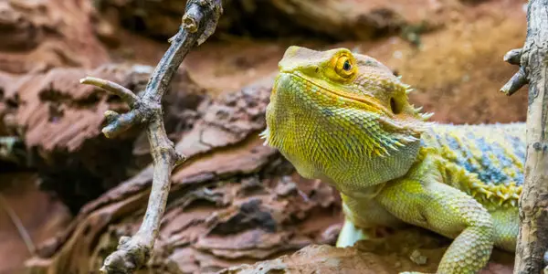 picture of bearded dragon