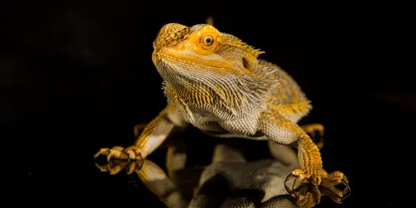 bearded dragon