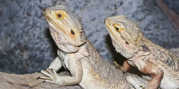 bearded dragons