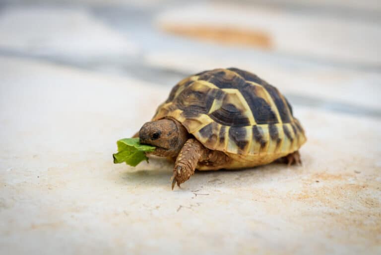 How Long Can Turtles Live Without Food? All U Need To Know! – Reptiles Time