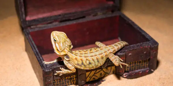 pogona vitticeps lizard. Australian bearded dragon lizard. Agama lizard lies in an open treasure chest on a sand background. close-up, exotic reptiles. Leatherback Translucent het Hypo Morph