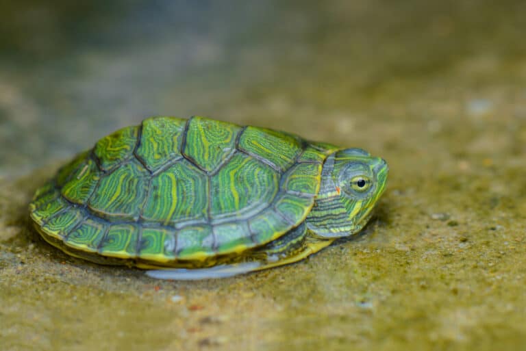 Can Frogs and Turtles Live Together? (Full Guide) – Reptiles Time