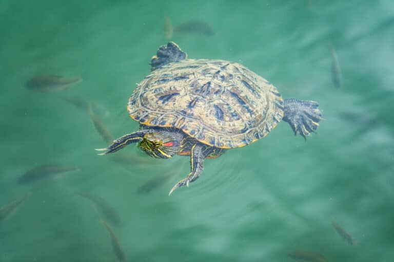 can-red-eared-sliders-sleep-underwater-reptiles-time