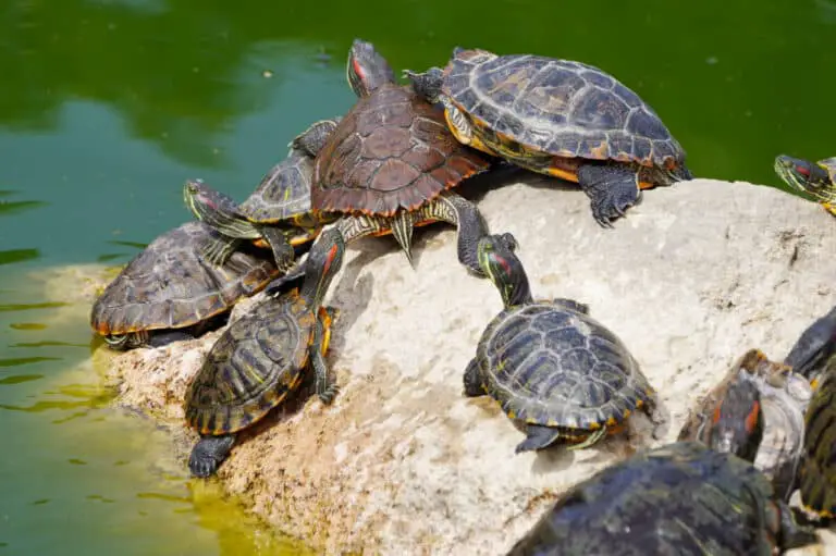 Turtle Basking (Beginners Guide) – Reptiles Time