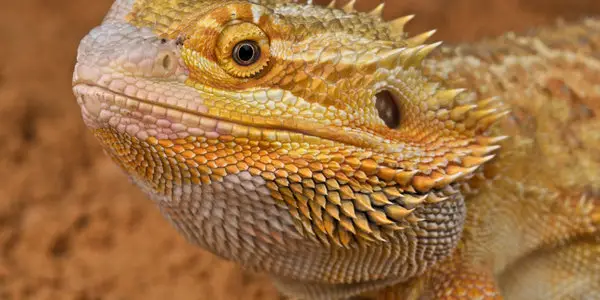 Bearded Dragon Vision