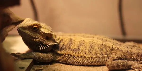 bearded dragon eating