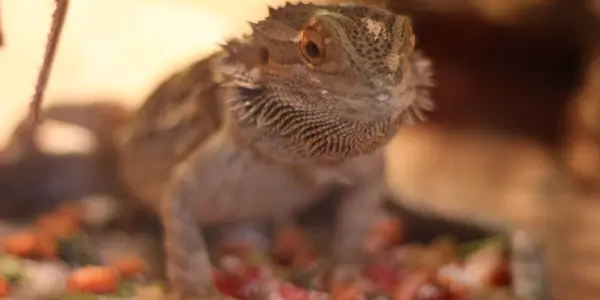 bearded dragon eating