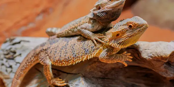 Bearded Dragon Mating