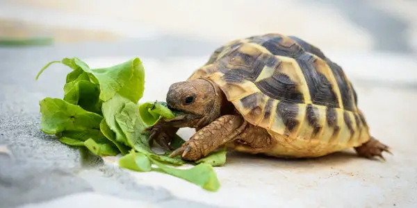 can-you-overfeed-a-turtle-all-you-need-to-know-reptiles-time