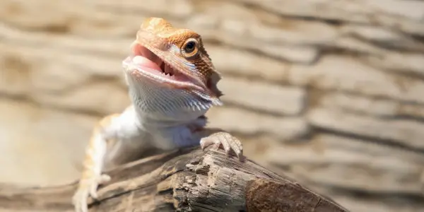 bearded dragon mouth