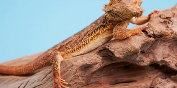 a picture of bearded dragon