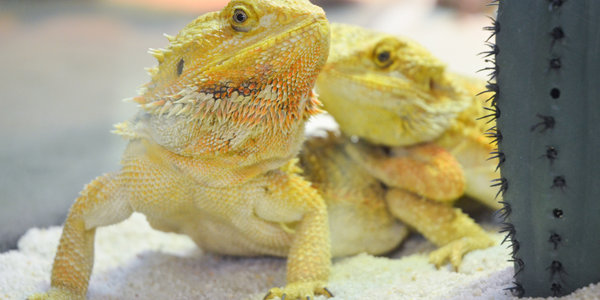 bearded dragon