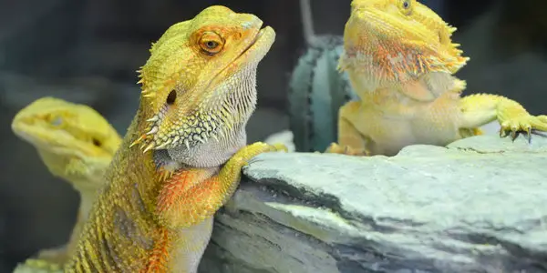 bearded dragon scratch