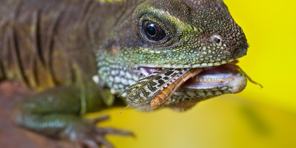 bearded dragon eat