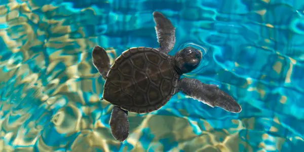 turtle in water