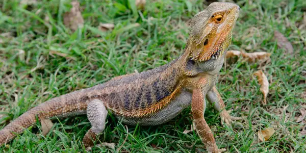 Bearded Dragon Poop