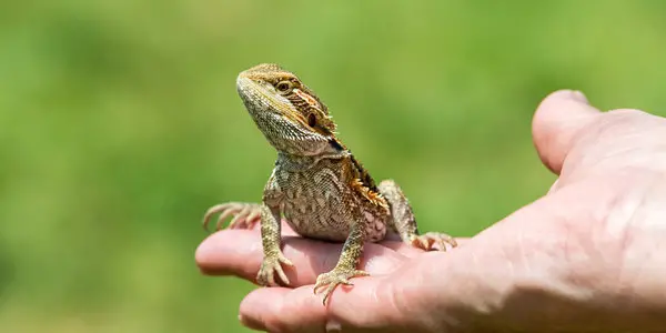 a picture of bearded dragon