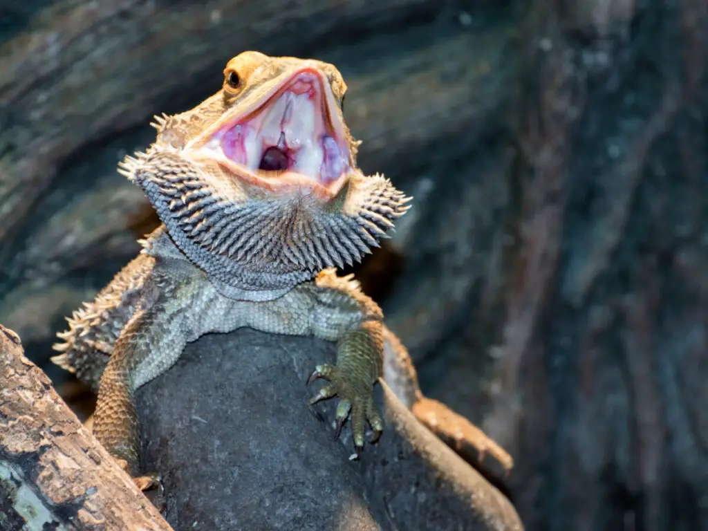 Central bearded dragon (Pogona vitticeps)