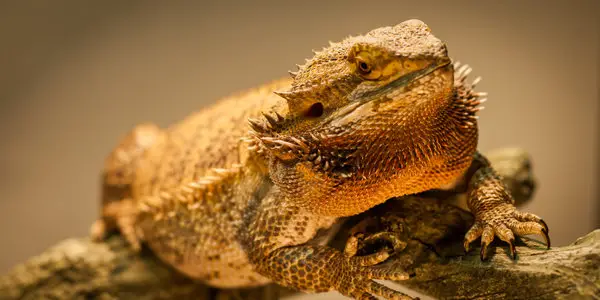 bearded dragon