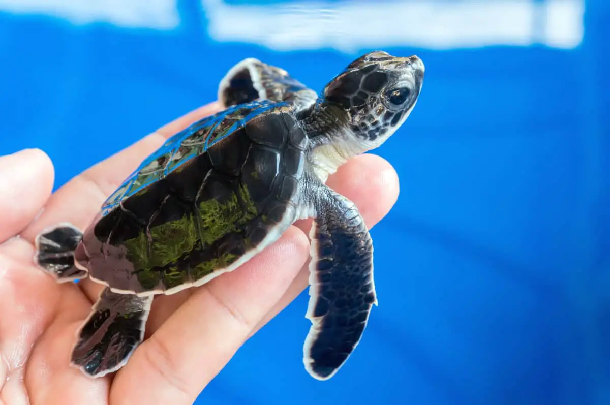 Can Turtles Get Attached to Their Owners? (You Need To Know This