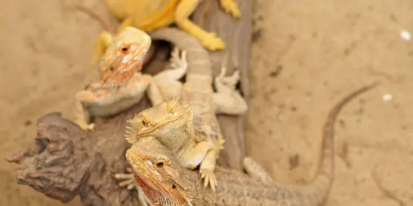 bearded dragon or pogona vitticeps