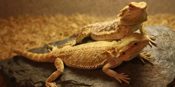 bearded dragons