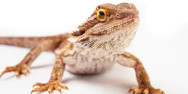 picture of bearded dragon eye