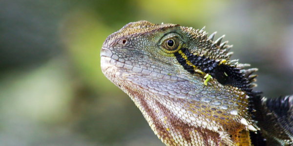 picture of bearded dragon eye