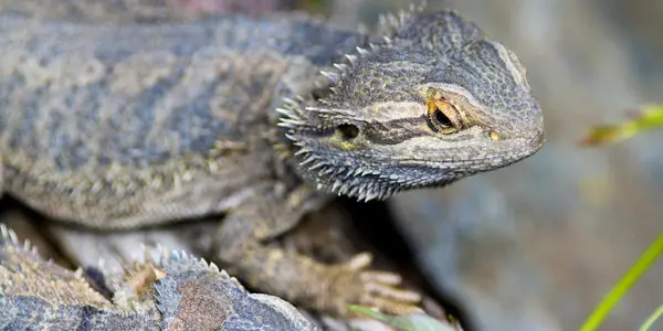 bearded dragon