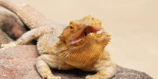 bearded dragon puffed up