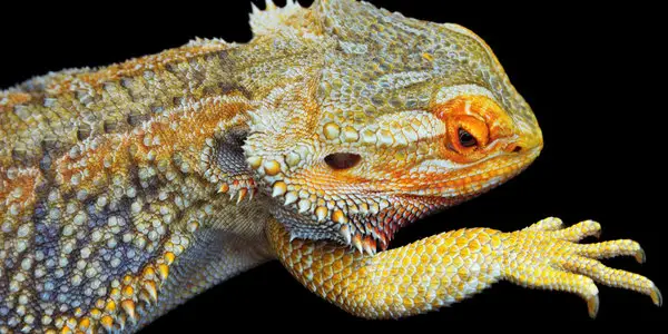 bearded dragon