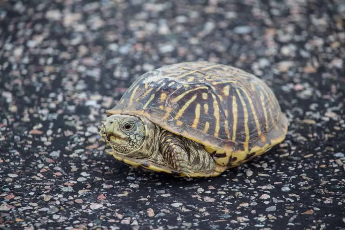 should-you-let-your-turtle-walk-around-full-guide-reptiles-time