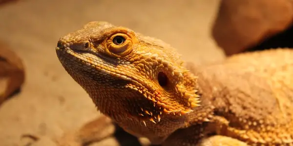 bearded dragon eye