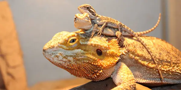 Bearded Dragon Mating