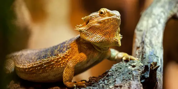 bearded dragon puffed