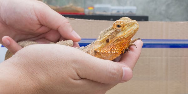 Caring for a Cute Baby Bearded Dragon